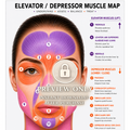 Botox Anatomy Caucasian Clinic Poster Elevator vs Depressor Muscle Map
