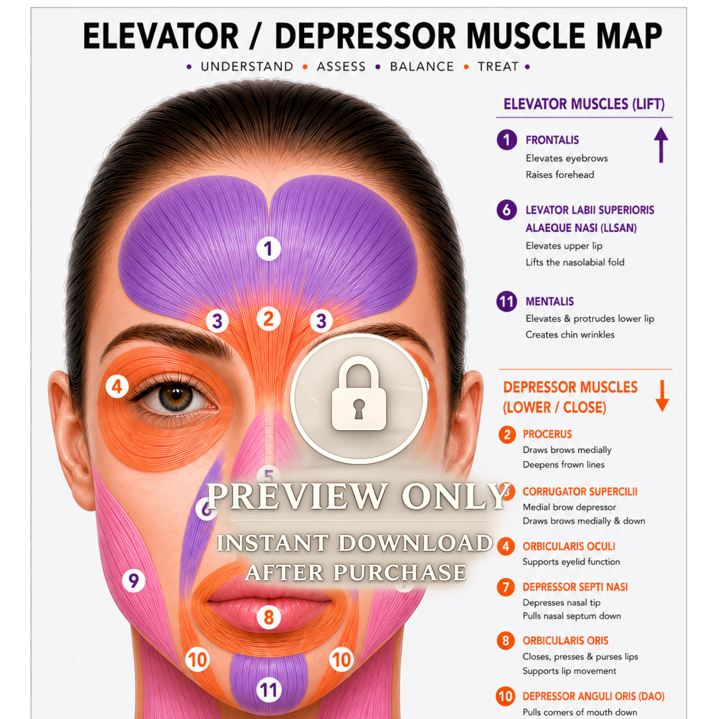 Botox Anatomy Clinic Poster Bundle