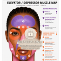 Botox Anatomy Clinic Poster African American Elevator vs Depressor Muscle Map