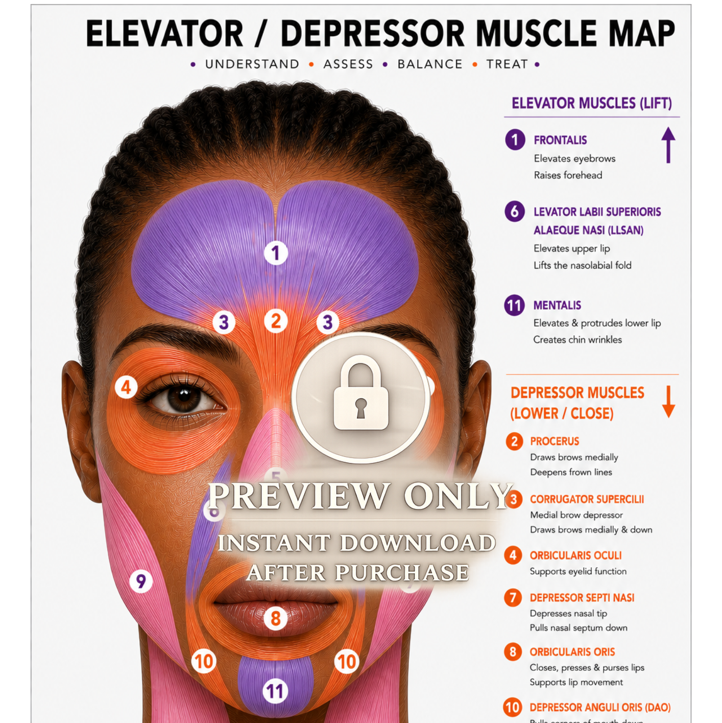 Botox Anatomy Clinic Poster African American Elevator vs Depressor Muscle Map